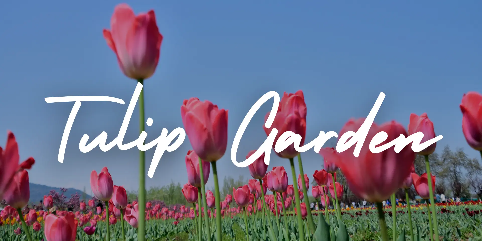 Things to do in Kashmir Wildfloc