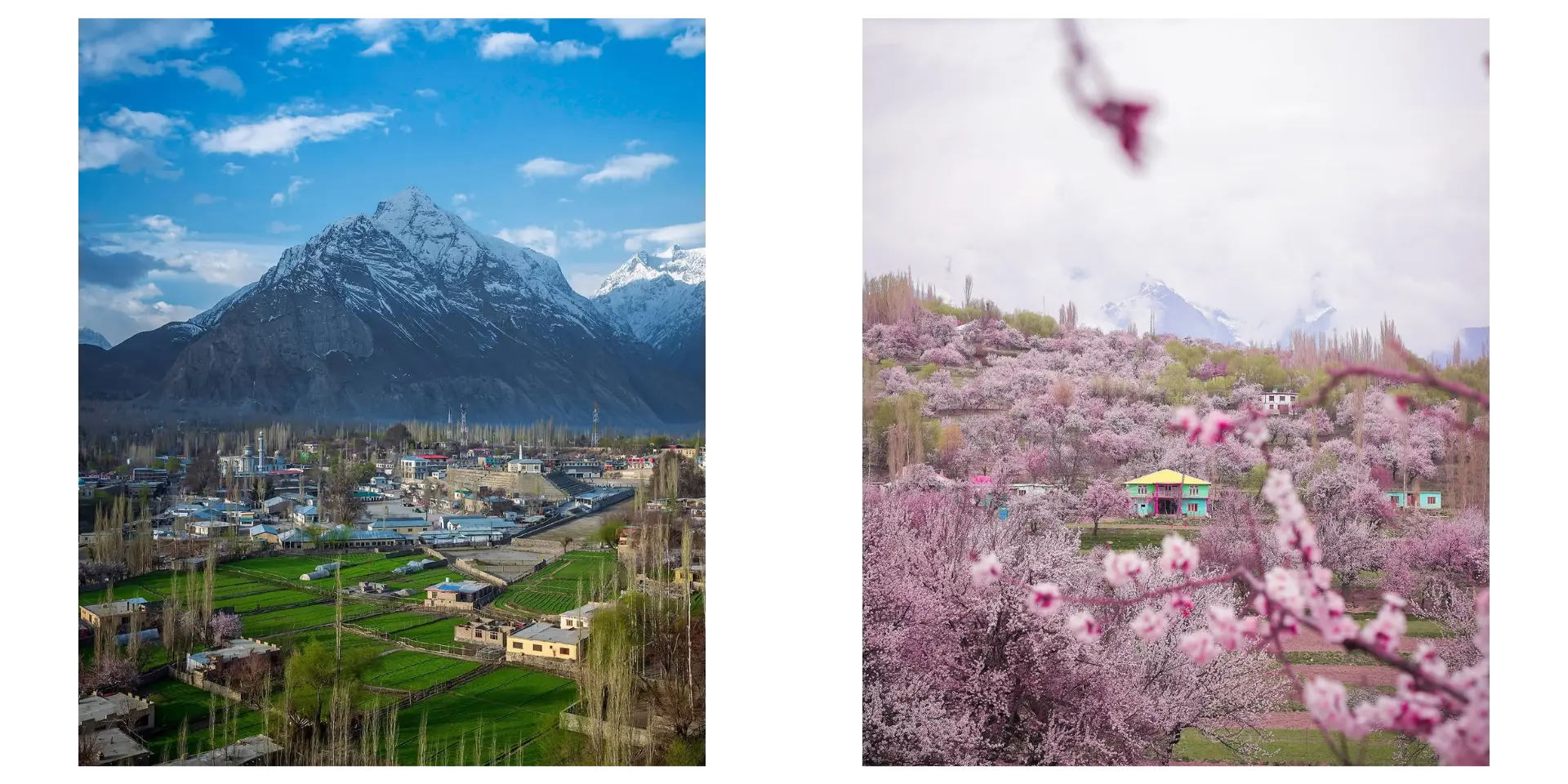 Apricot Blossom Trutuk