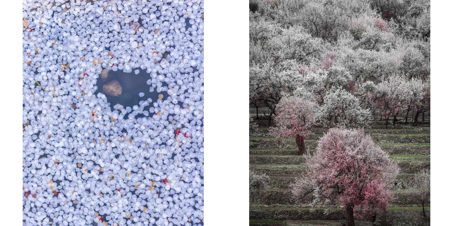 Apricot Blossom ladakh