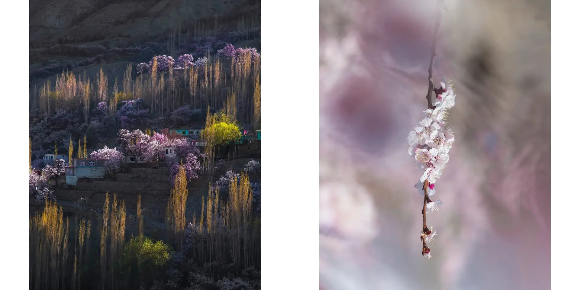 Apricot Blossom ladakh