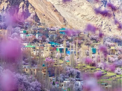 Ladakh Apricot Blossom