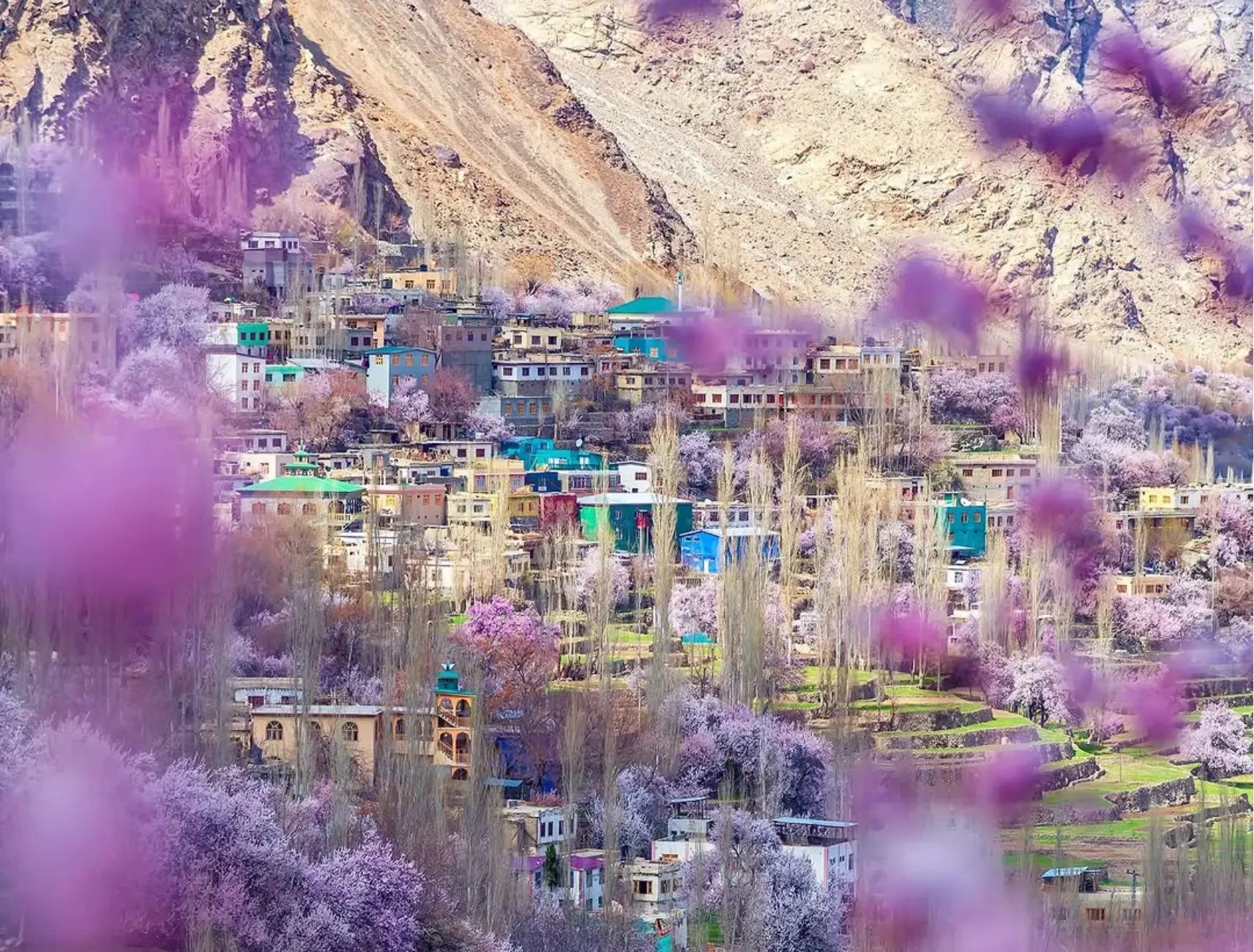 Ladakh Apricot Blossom