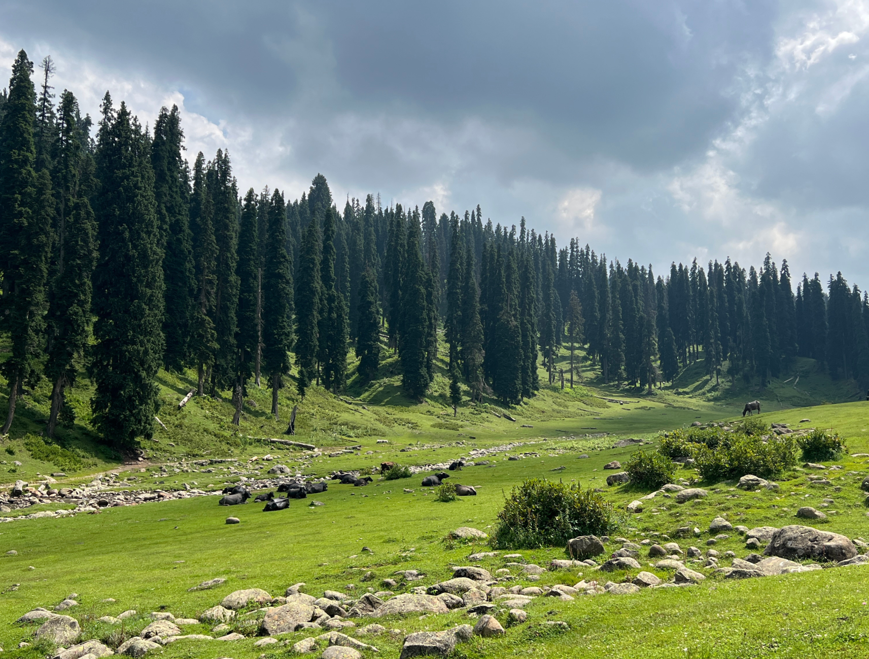 Wildfloc Bargah Meadows