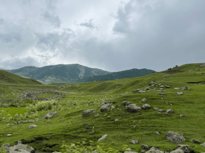 Wildfloc Rainer Meadow