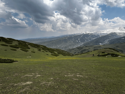 Wildfloc Shadimarg Meadow