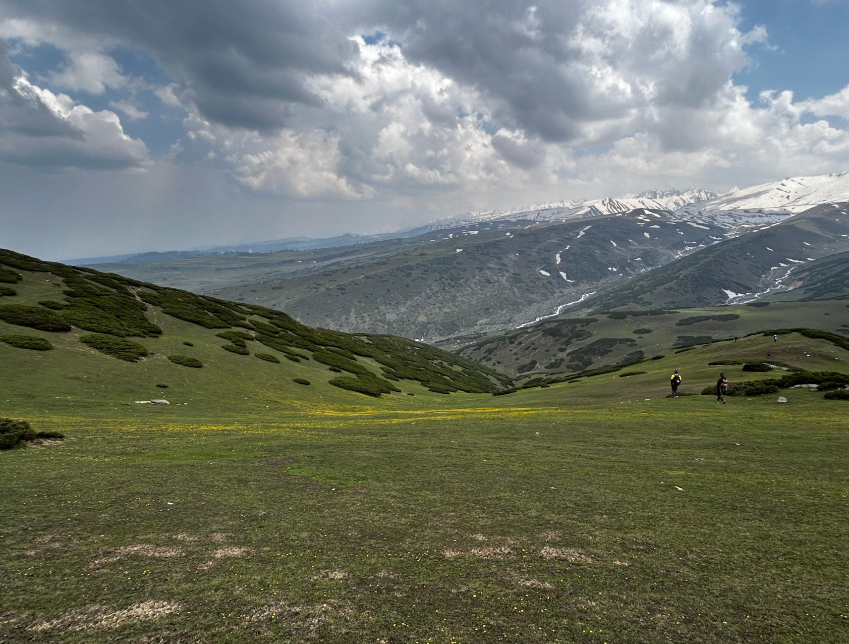 Wildfloc Shadimarg Meadow