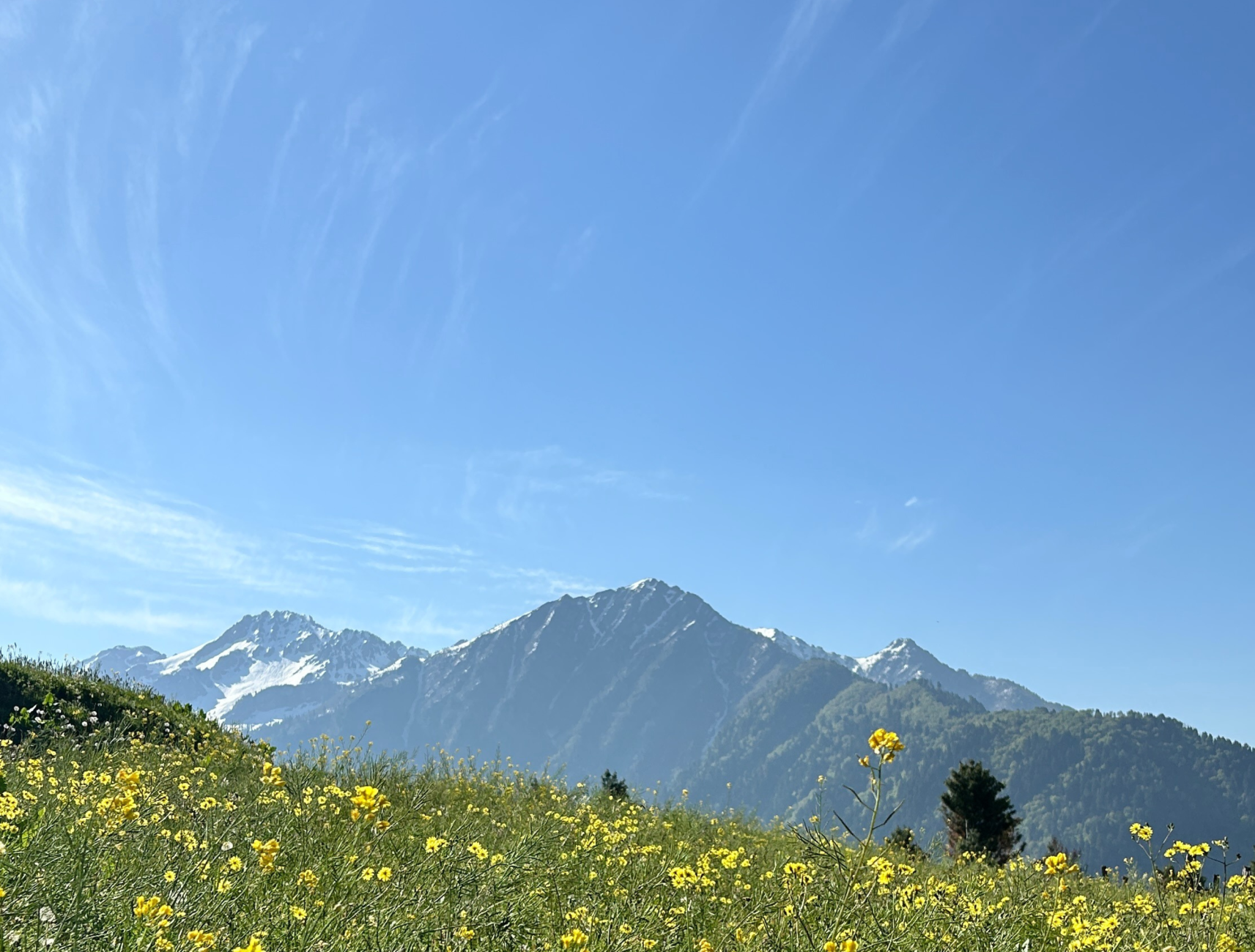 Wildfloc Sochal Pathri